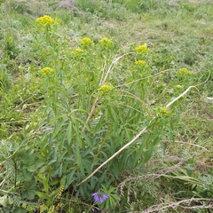 Euphorbia lamprocarpa, photograph Alexander Dubynin, CC BY, iNaturalist via GBIF