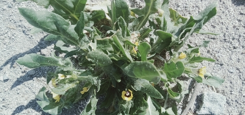 Dwarf Henbane