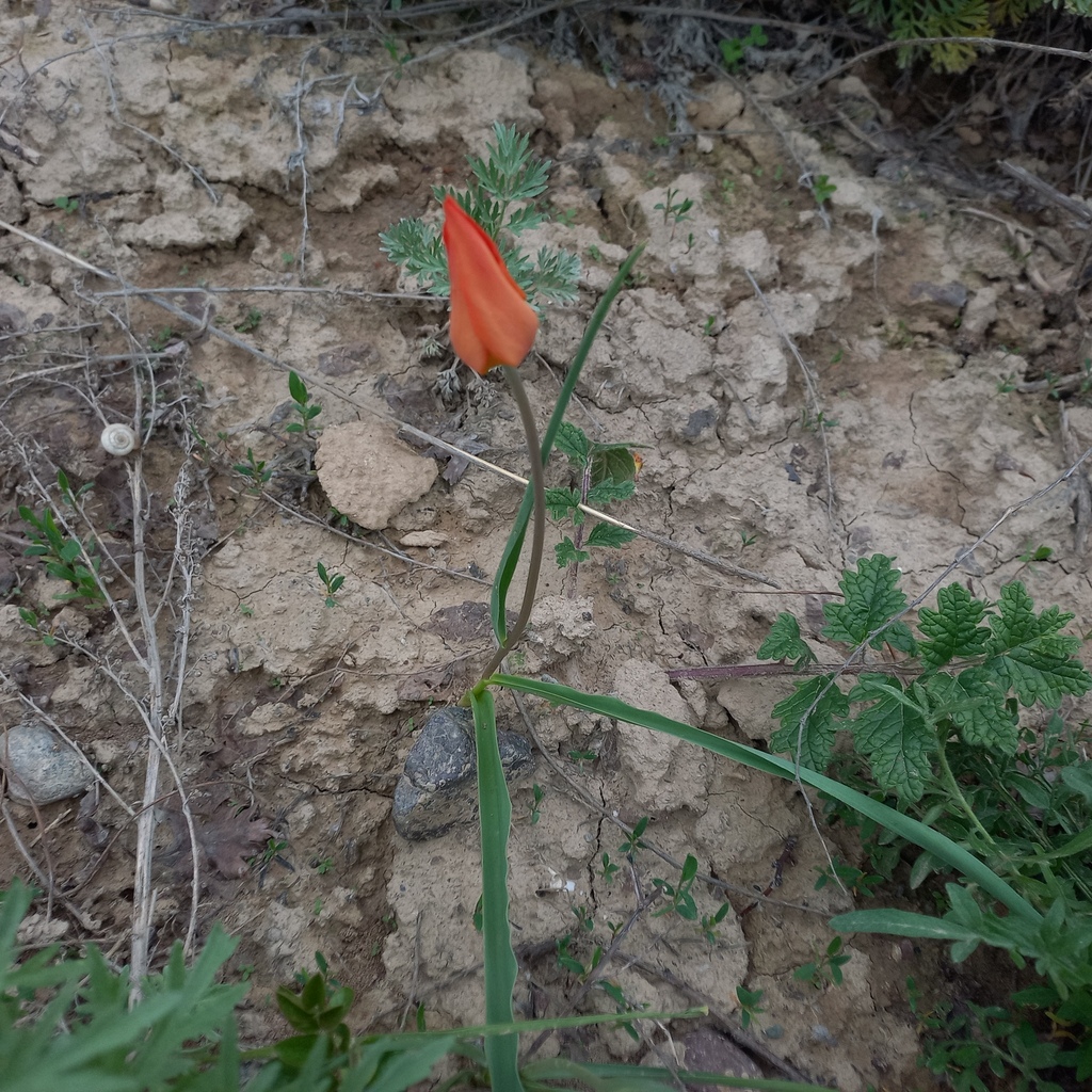 Tulipa ostrowskiana; photograph (c) Alexander Dubynin, some rights reserved (CC BY)