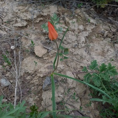 Tulipa ostrowskiana