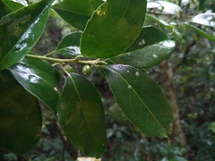 Ilex ficoidea