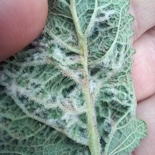 Aceria salviae