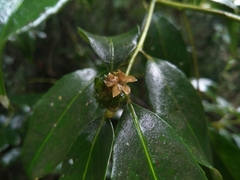 Ilex ficoidea