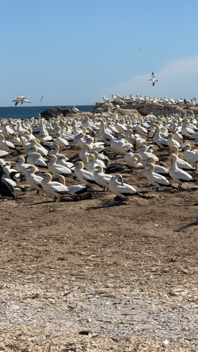 iNaturalist image