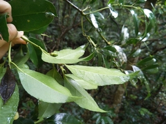 Ilex ficoidea