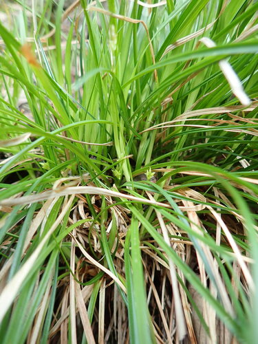 Carex pudica iNat (1)