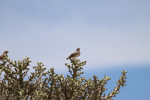 Madagascar Lark (Eremopterix hova), photo 4