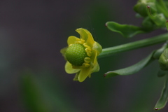 Ranunculus sceleratus