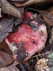 Russula californiensis