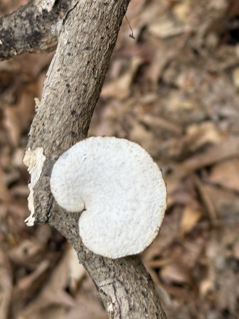 Neofavolus alveolaris · April 2026 · photo: © mattyfelp (iNaturalist, cc-by)