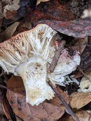 Russula californiensis
