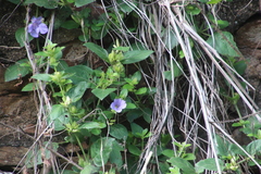 Barleria gueinzii