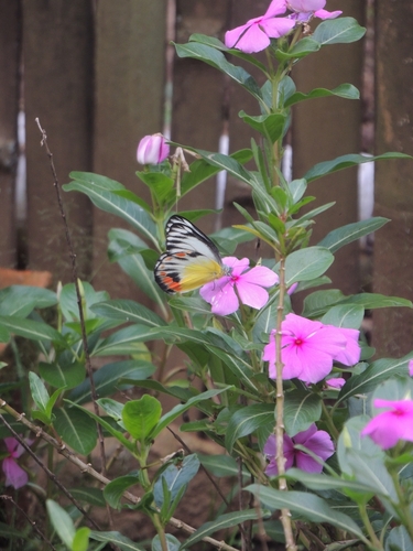 Delias periboea