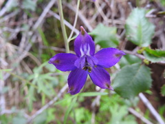 Delphinium patens