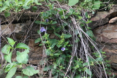 Barleria gueinzii
