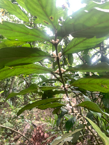 Lasianthus verticillatus, photograph 2
