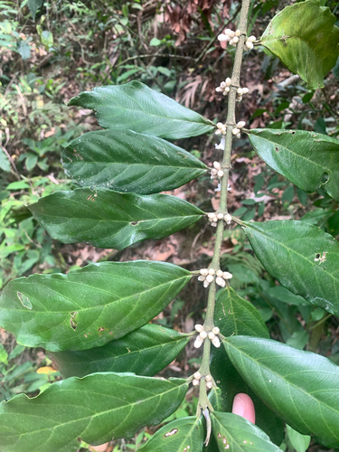 Lasianthus verticillatus, photograph 1