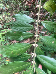 Lasianthus verticillatus