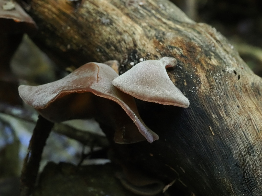 Auricularia cornea · April 2026 · photo: © lindammead (iNaturalist, cc-by-sa)