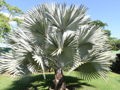 Bismarckia
