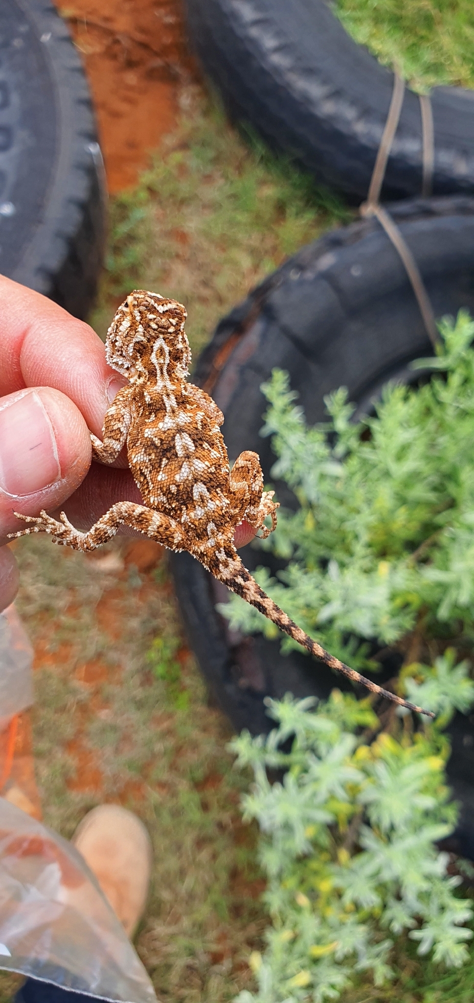 Agama aculeata aculeata Merrem, 1820