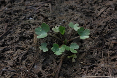 Ranunculus sceleratus