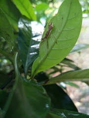 Epidaus