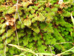 Selaginella hansenii