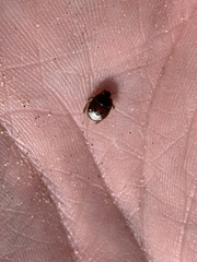 Chilocoris repetitus