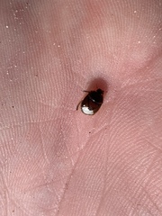 Chilocoris repetitus