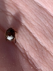 Chilocoris repetitus