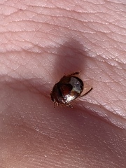 Chilocoris repetitus