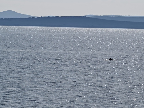 Tursiops truncatus