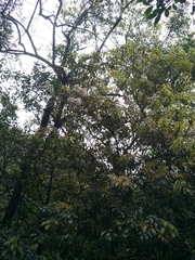Ehretia longiflora