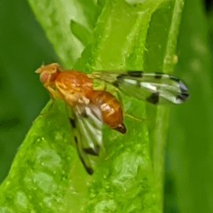 Trypetinae
