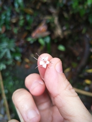 Ehretia longiflora