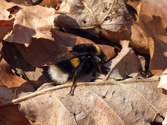 Bombus