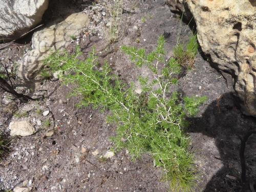 Asparagus lignosus, photograph 6