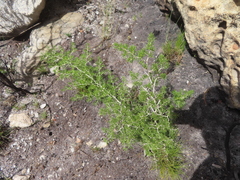 Asparagus lignosus, photograph (c) linkie, some rights reserved (CC BY)