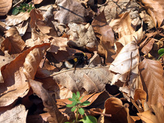 Bombus