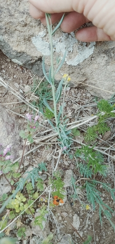 Simple Toadflax