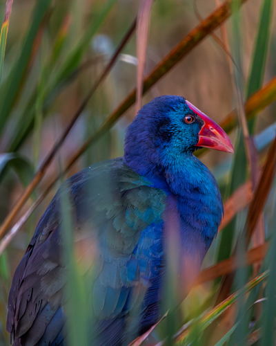 iNaturalist image