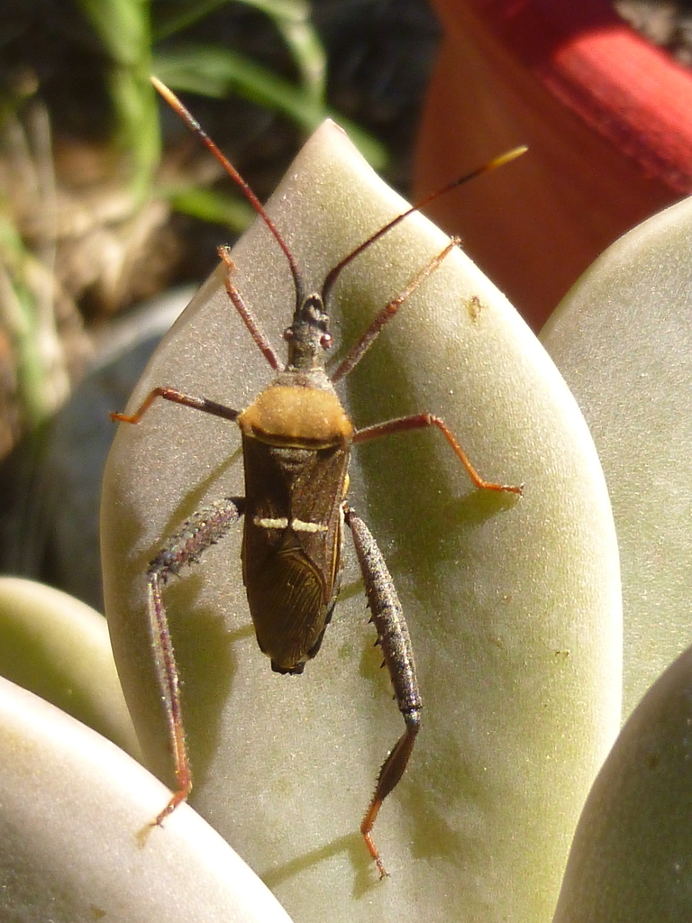 Leptoglossus crassicornis