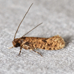 Cephitinea obscurostrigella