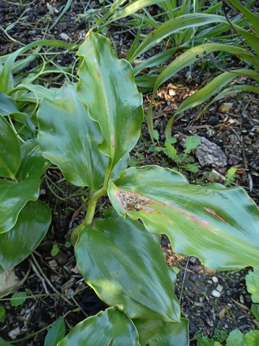 Scadoxus puniceus, photograph 2