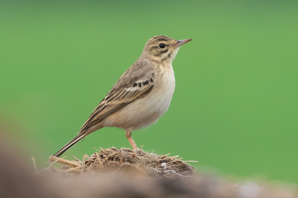 Tawny Pipit (Anthus campestris) photo