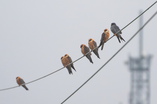 Red-footed Falcon (Falco vespertinus), photo 4