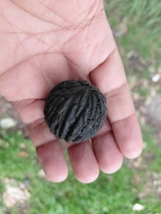 Juglans neotropica, photograph (c) GERMAN LEONEL SARMIENTO CRUZ, some rights reserved (CC BY)
