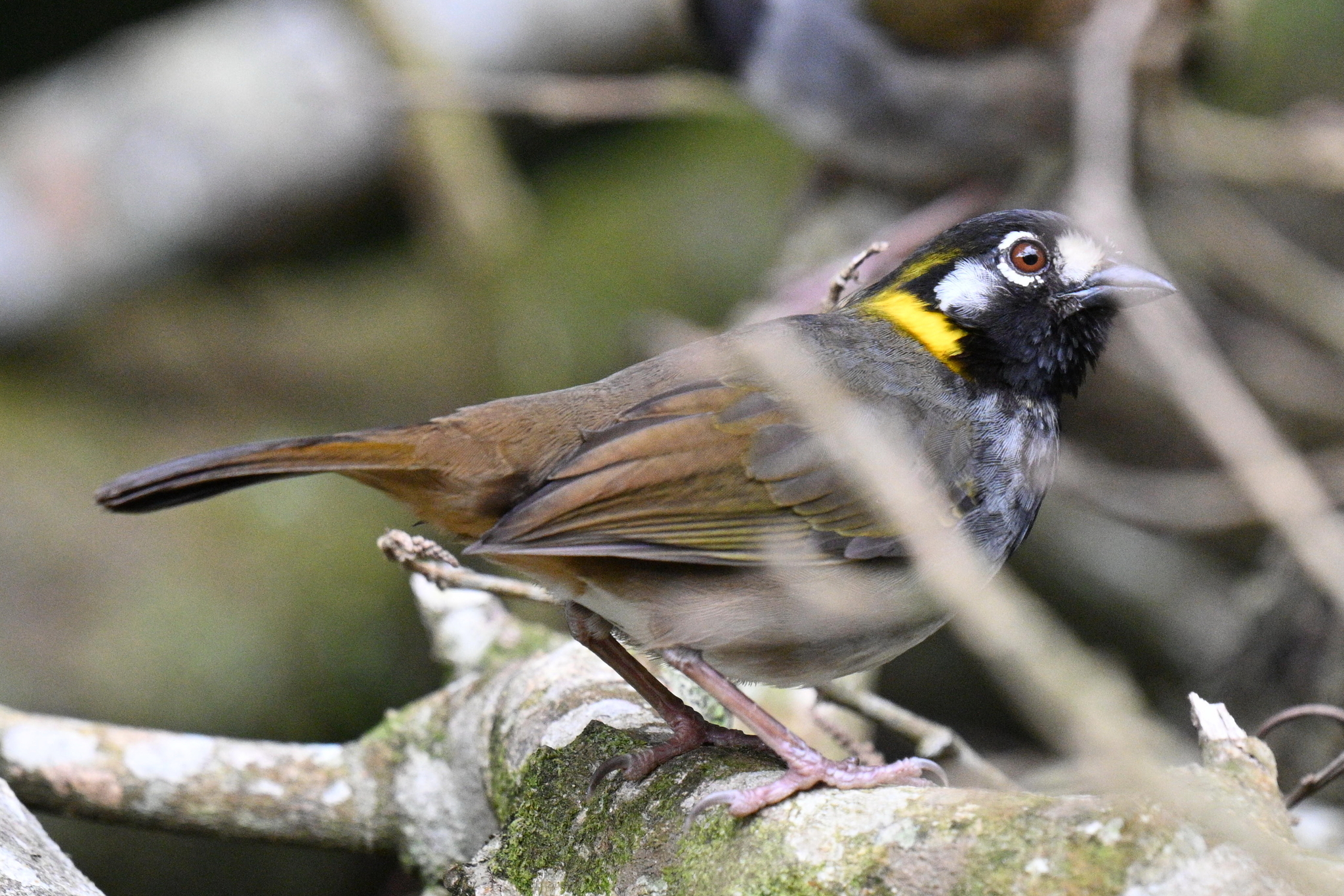 White-eared Ground Sparrow (Melozone leucotis), photo 9