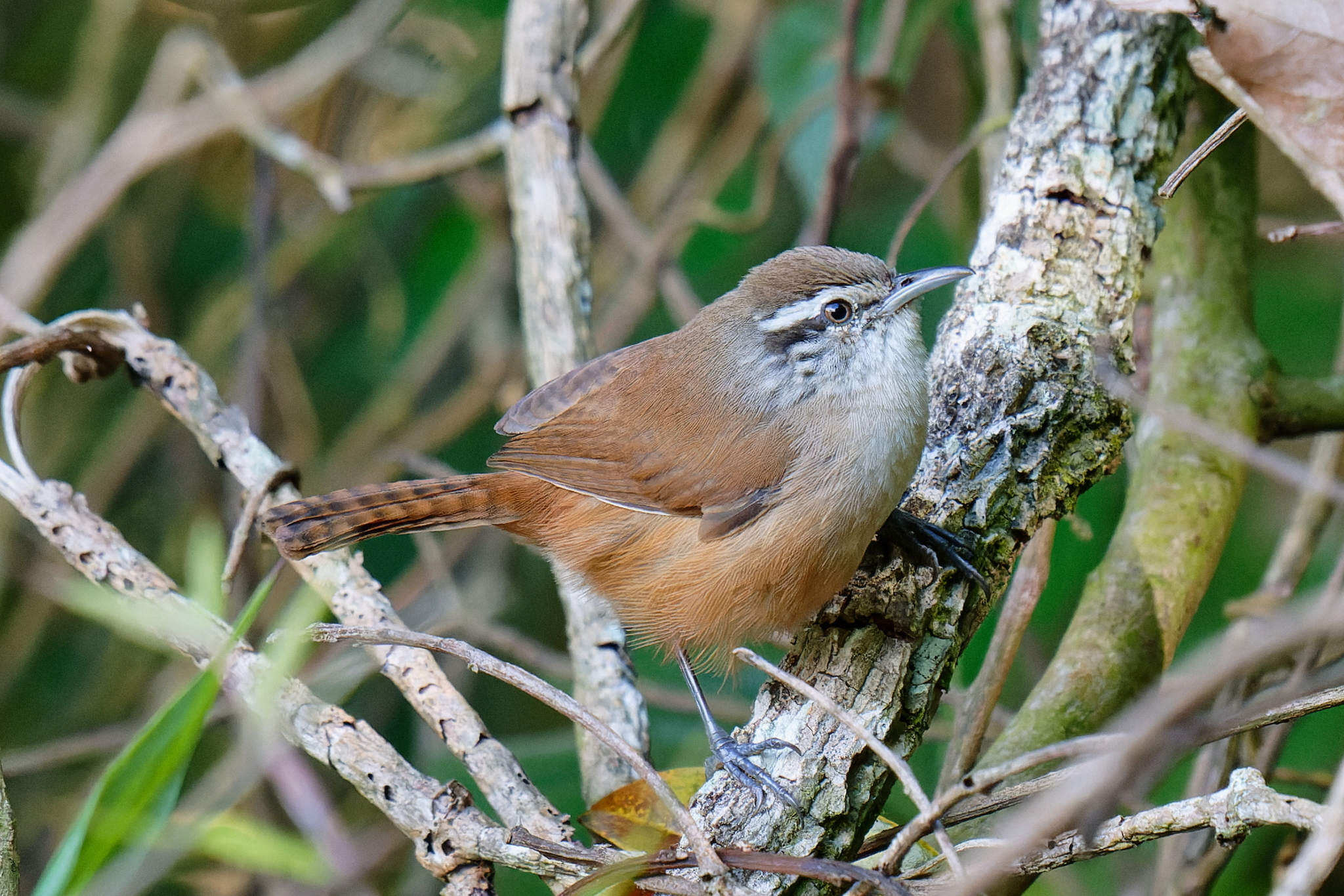Cabanis's Wren (Cantorchilus modestus), photo 3